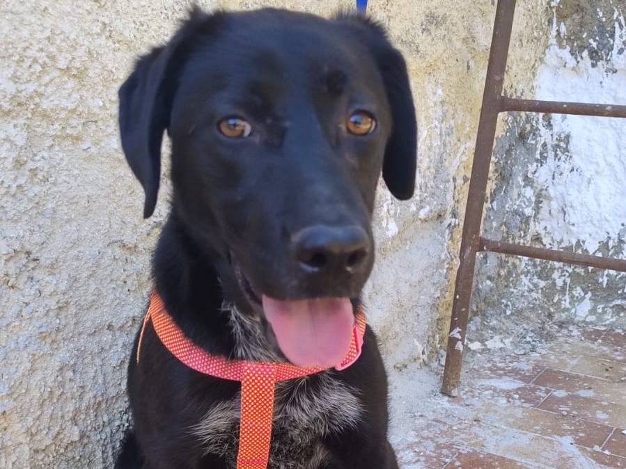 Vuoi adottare un cane a Genova?