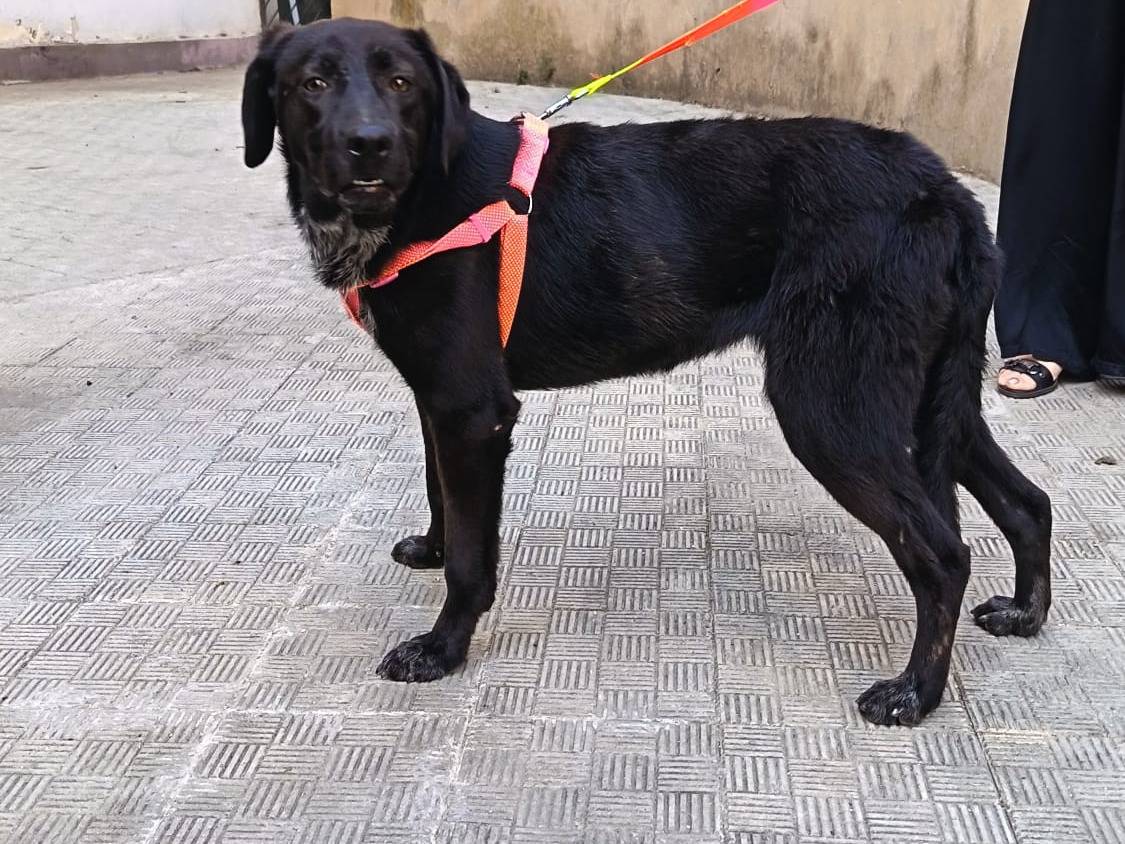 Adotta il cane brezza a Genova