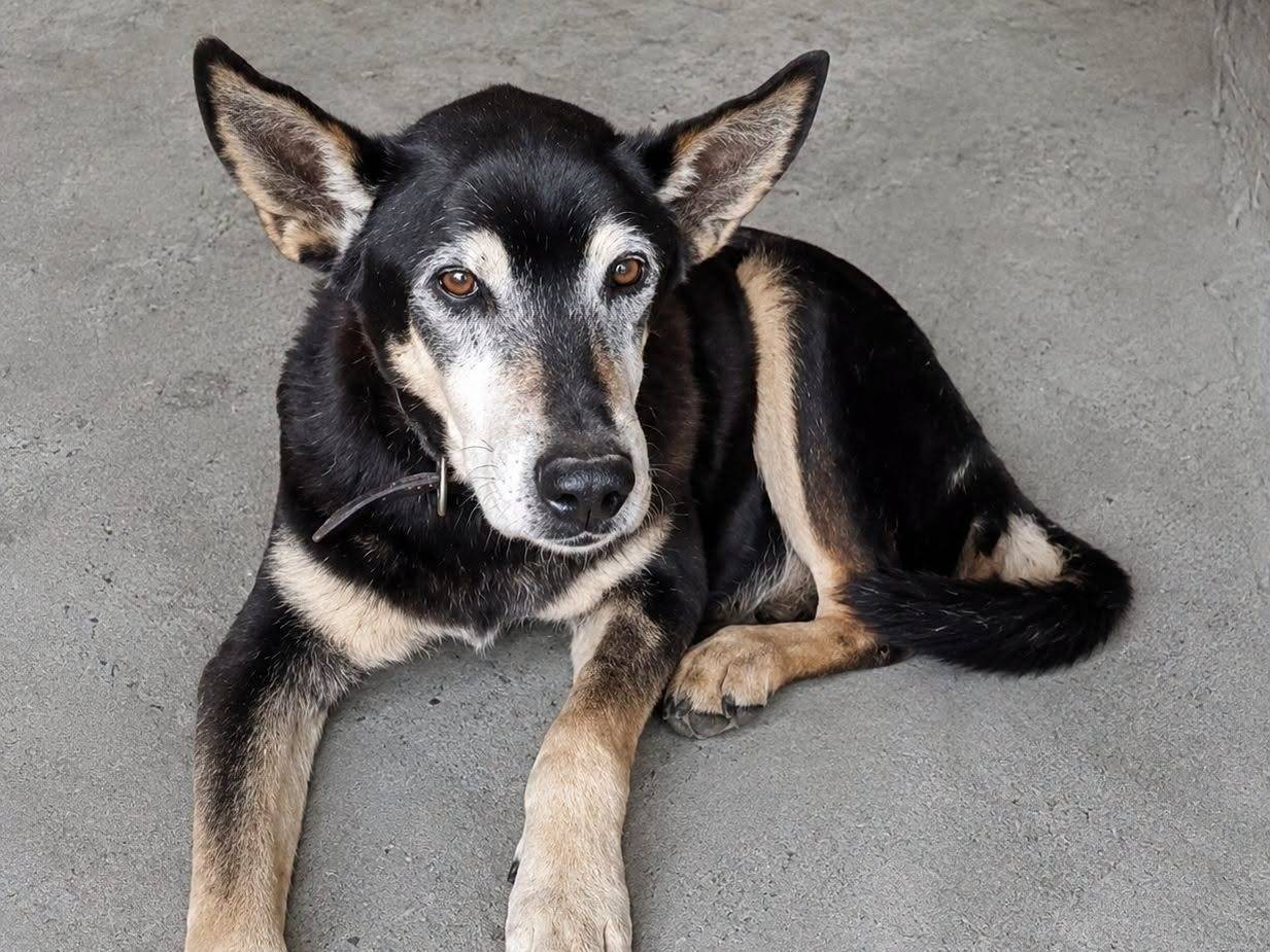 Adozione cane, maschio, Razza sconosciuta Razza sconosciuta, 1 anno e 5 mesi, taglia media, Crotone
