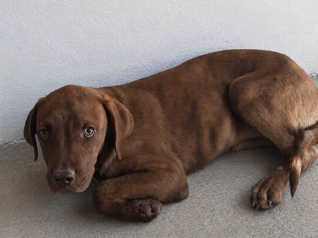 Adozione cane, femmina, Pitbull Razza sconosciuta, 3 mesi, taglia media, Crotone