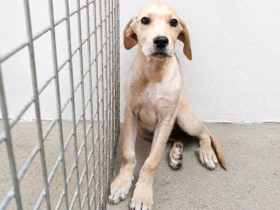 Adozione cane, femmina, Pitbull Razza sconosciuta, 3 mesi, taglia media, Crotone
