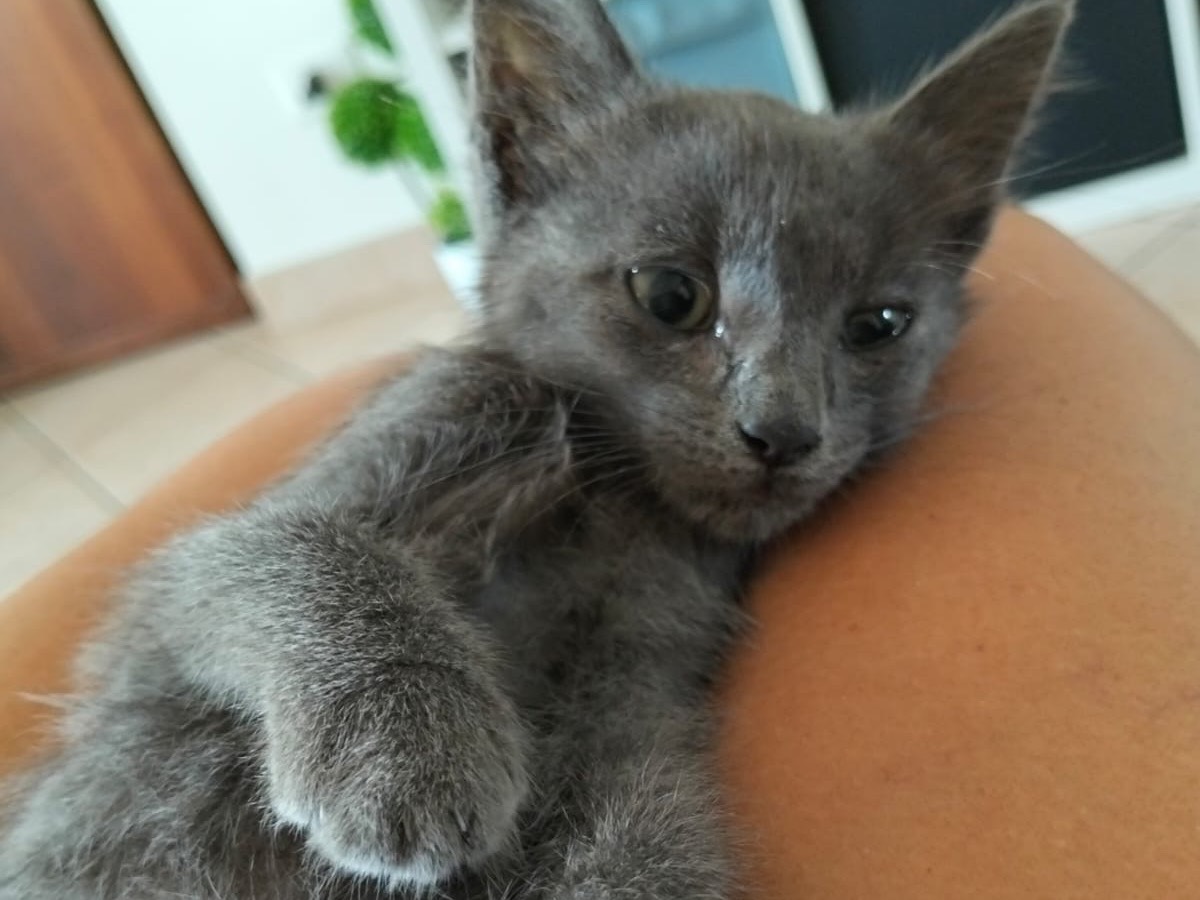 Adozione gatto, maschio, Certosino  Razza sconosciuta, 2 mesi, taglia non valida, Pescara