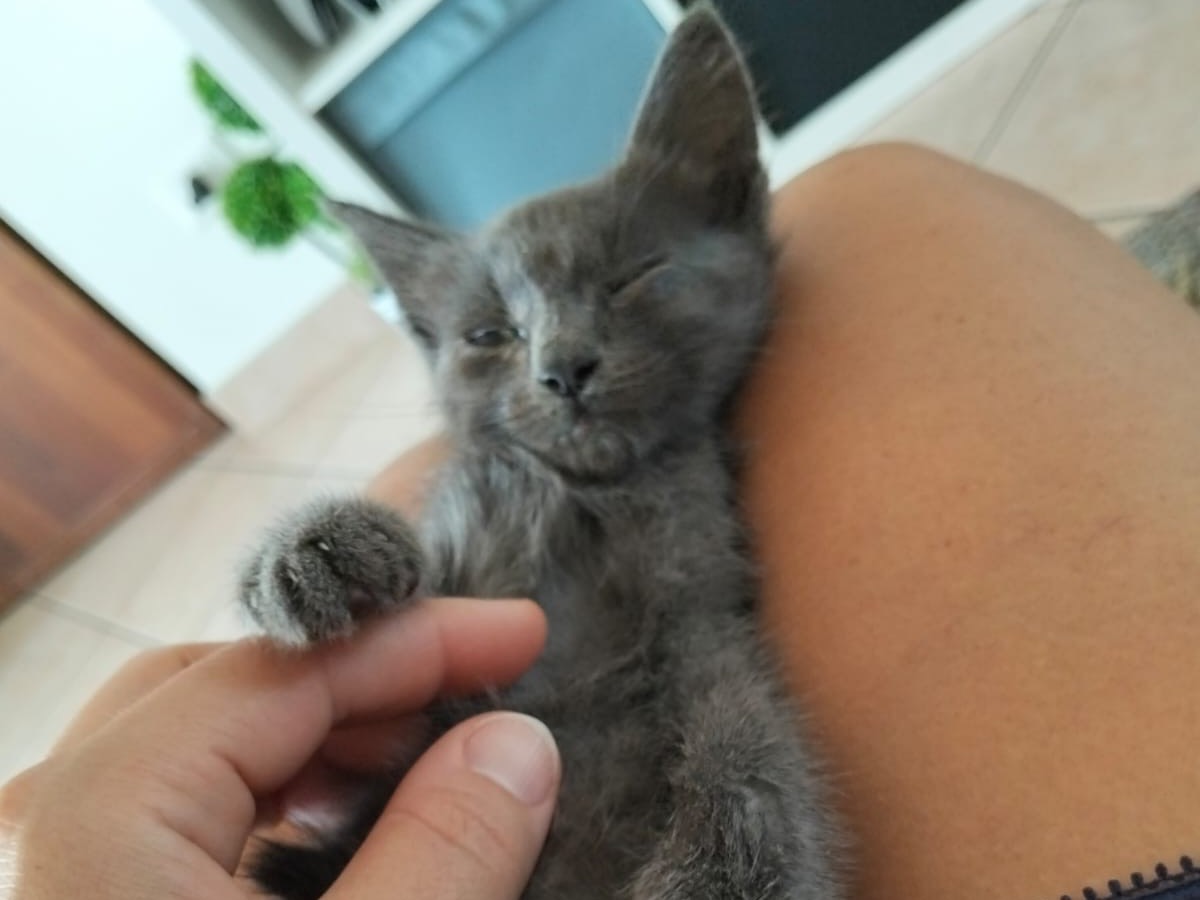 Adotta un gatto, maschio, 2 mesi, Pescara