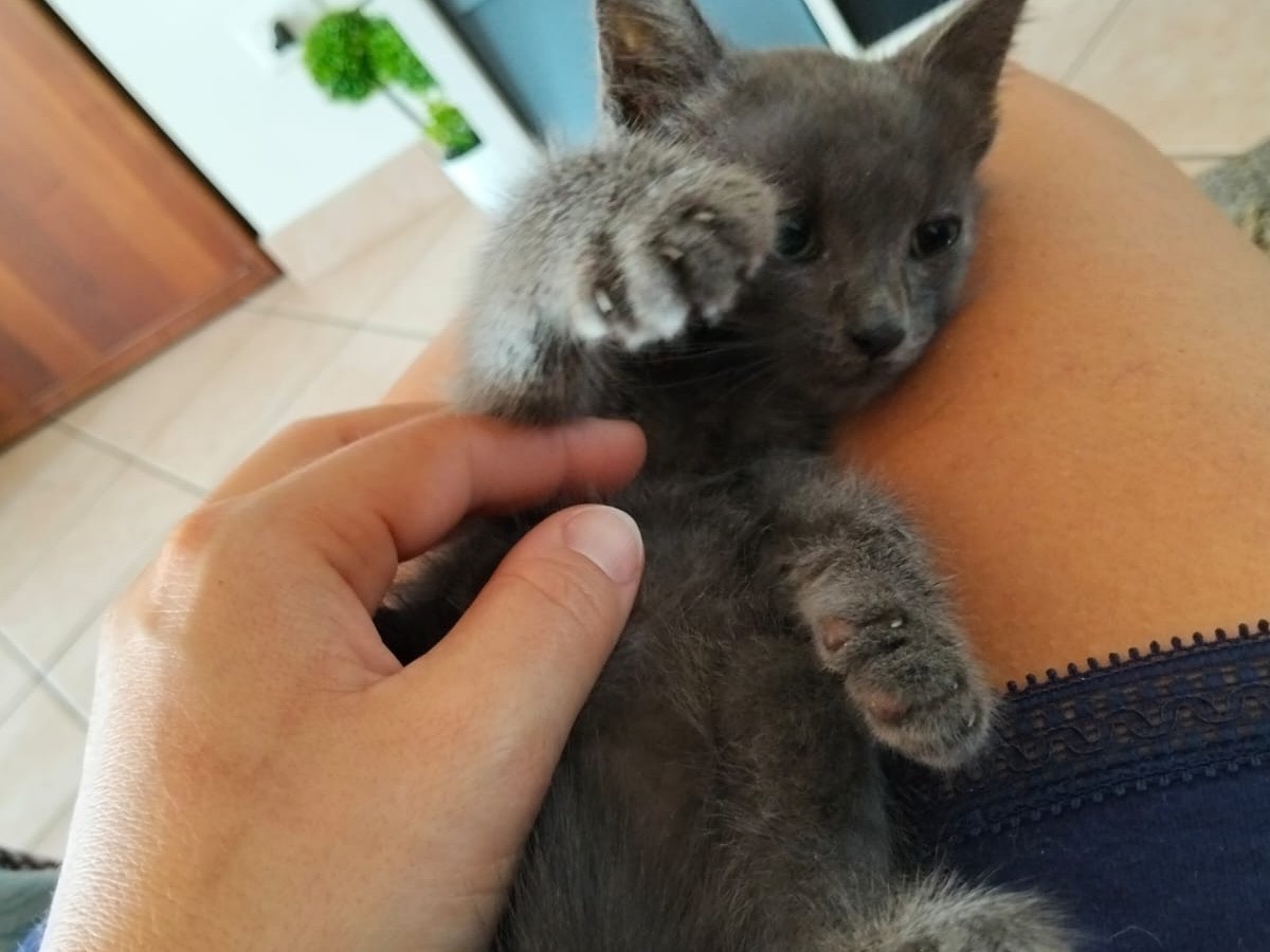Adotta un gatto, taglia non valida, maschio, Pescara