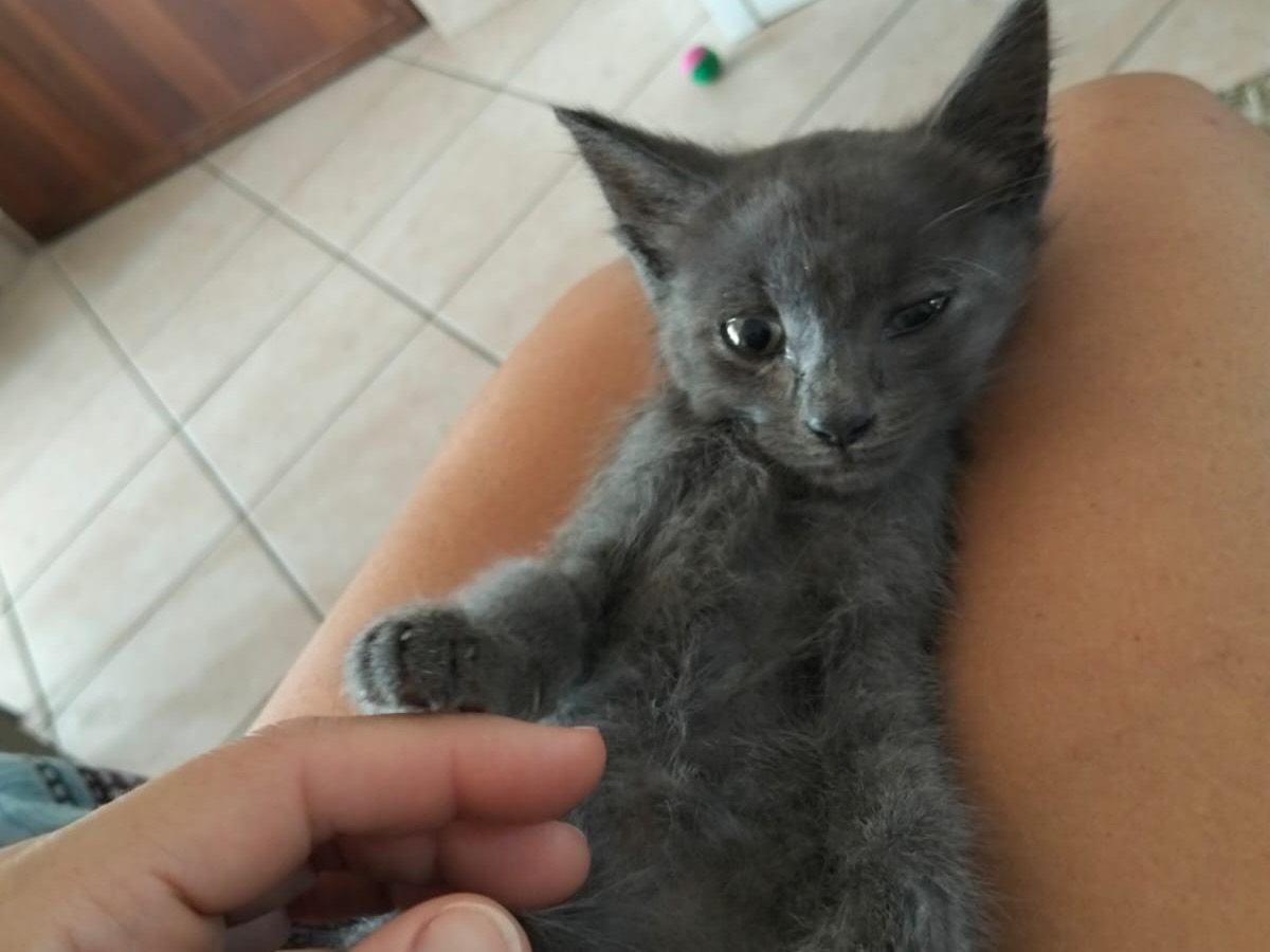 Vuoi adottare un gatto a Pescara?