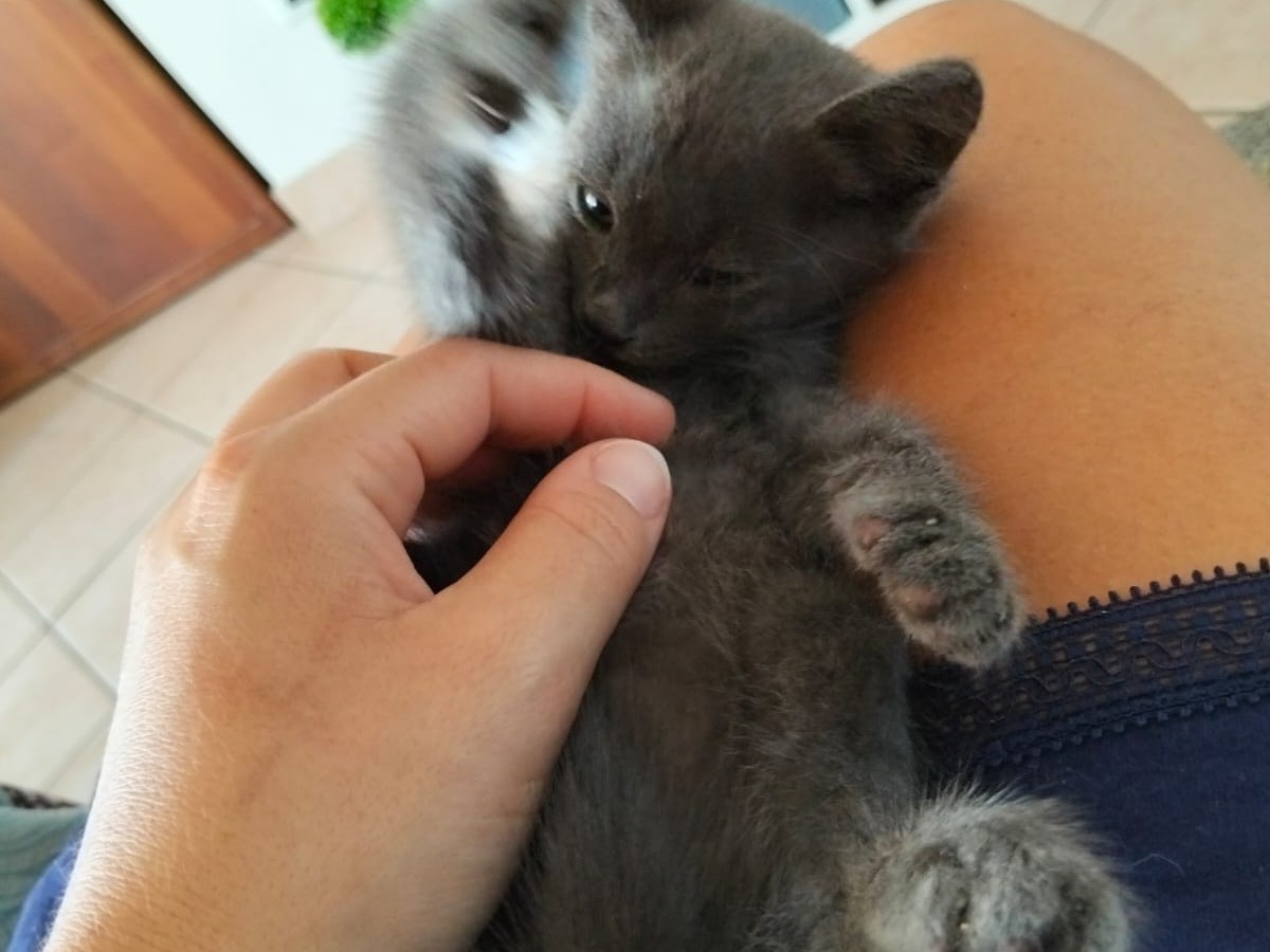 Adotta il gatto Certosino  a Pescara