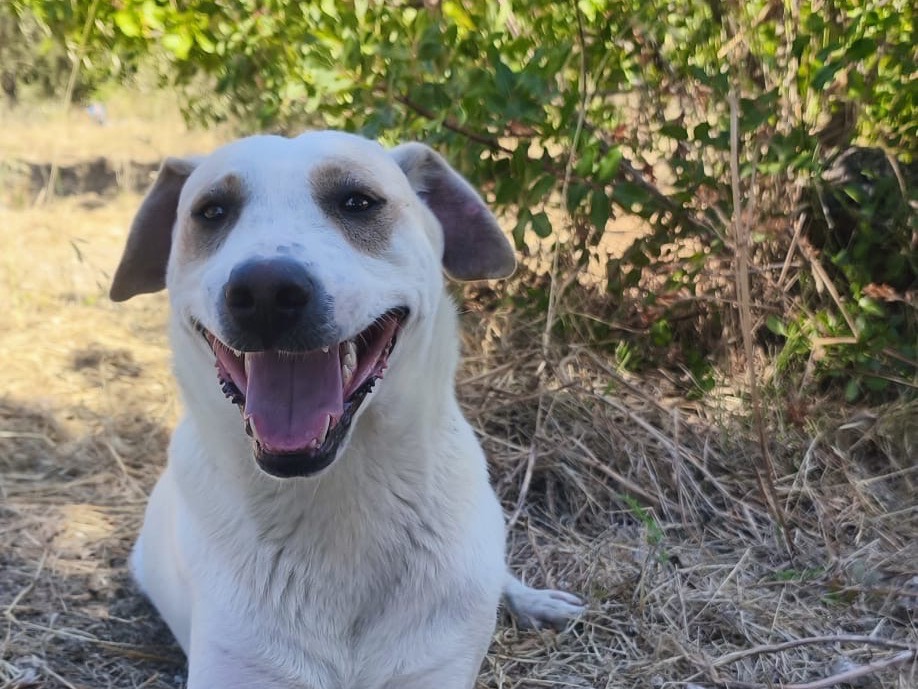 Adozione cane, maschio, Razza sconosciuta Razza sconosciuta, 1 anno e 1 mese, taglia media, Agrigento