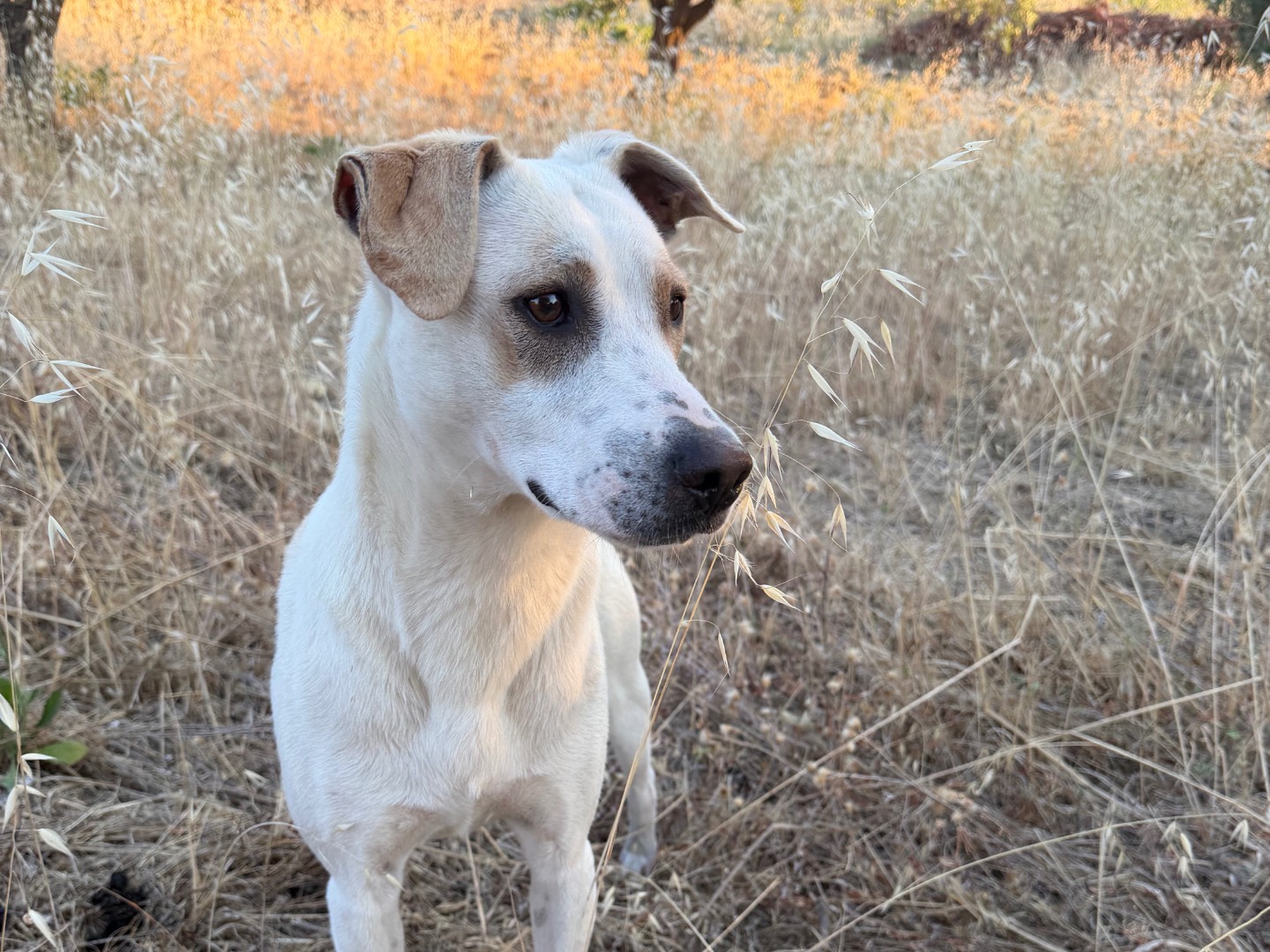 Adotta un cane, maschio, 1 anno e 1 mese, Agrigento