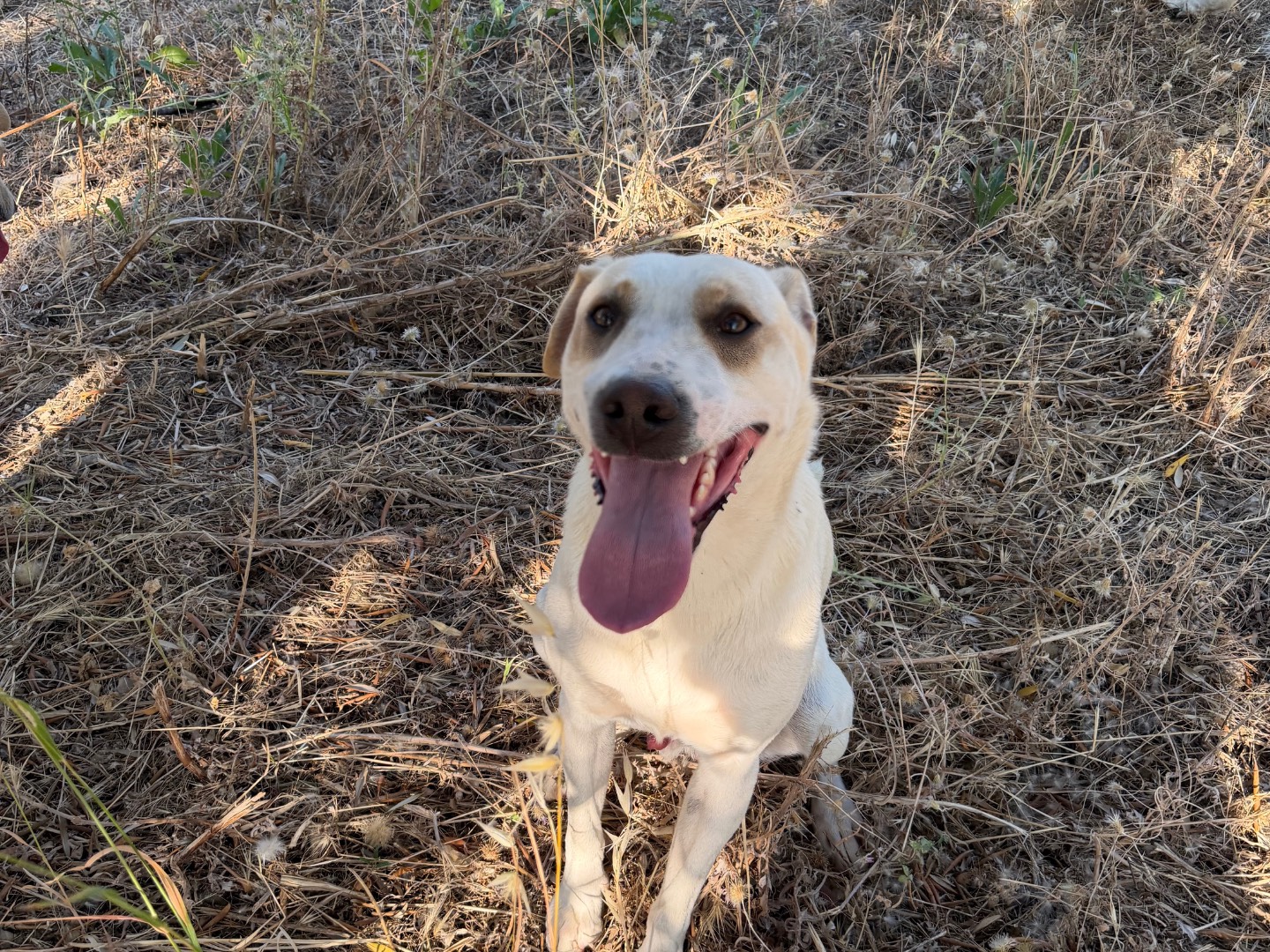 Adotta un cane, taglia media, maschio, Agrigento