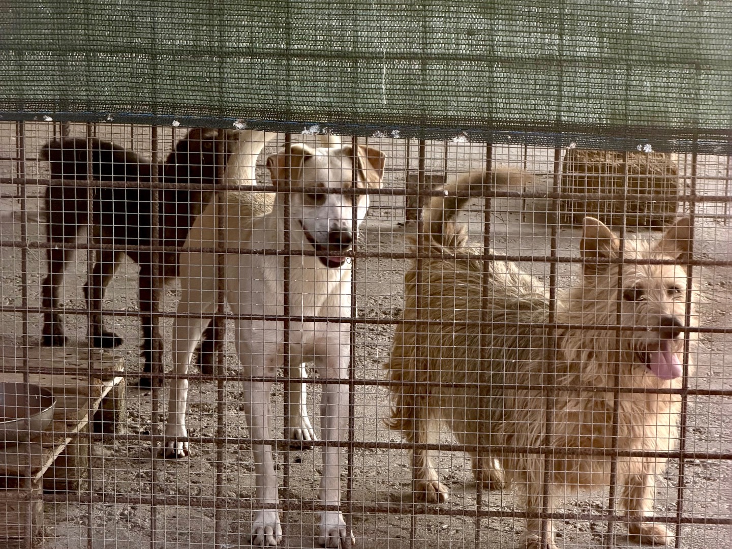 Vuoi adottare un cane a Agrigento?