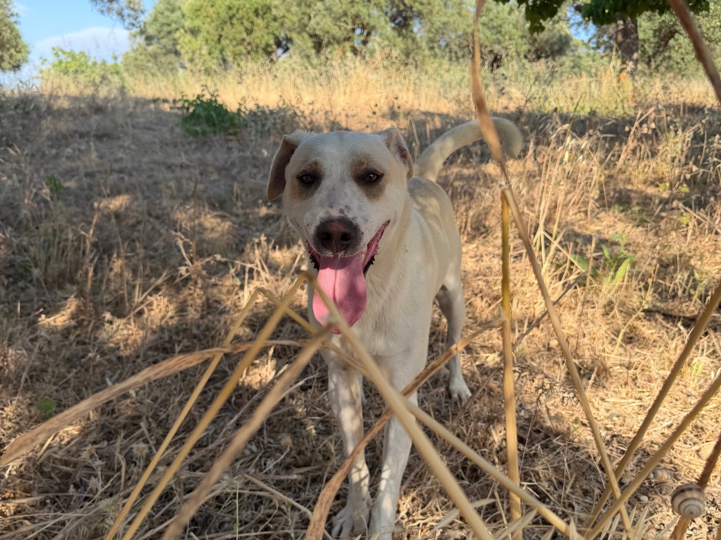 Adotta il cane Pier  a Agrigento