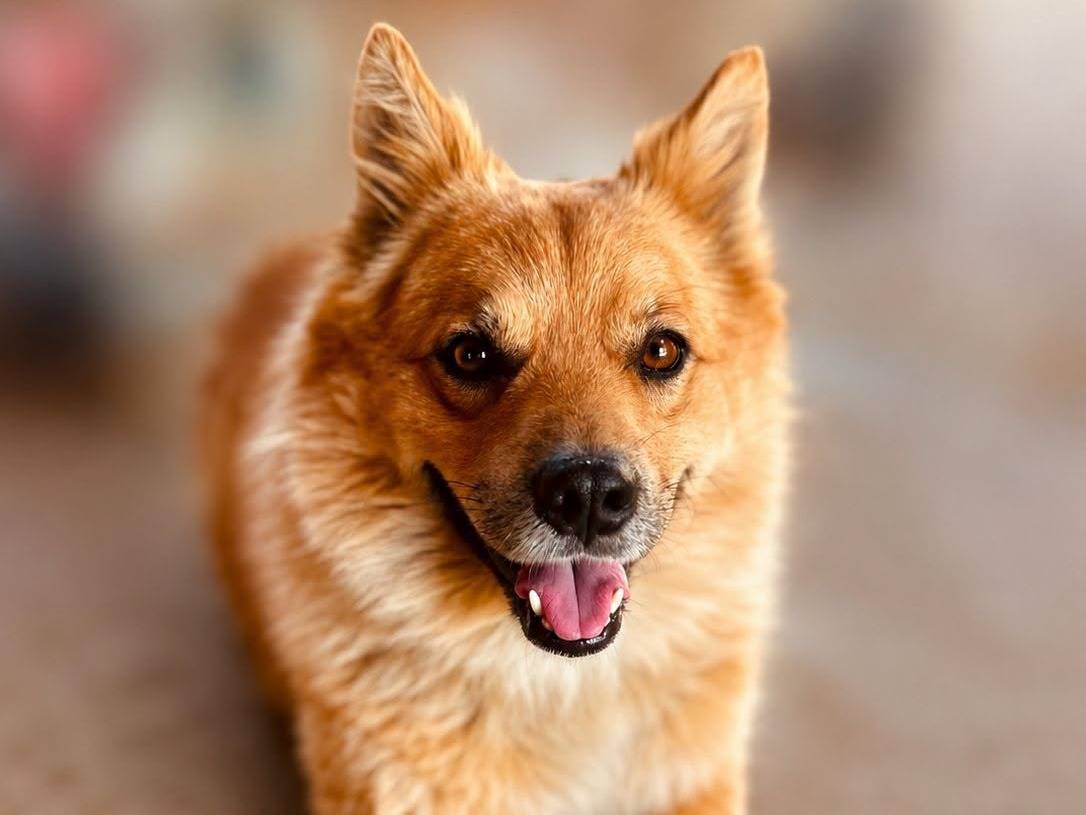 Adozione cane, maschio, Volpino di Pomerania Razza sconosciuta, 3 anni e 5 mesi, taglia media contenuta, Crotone