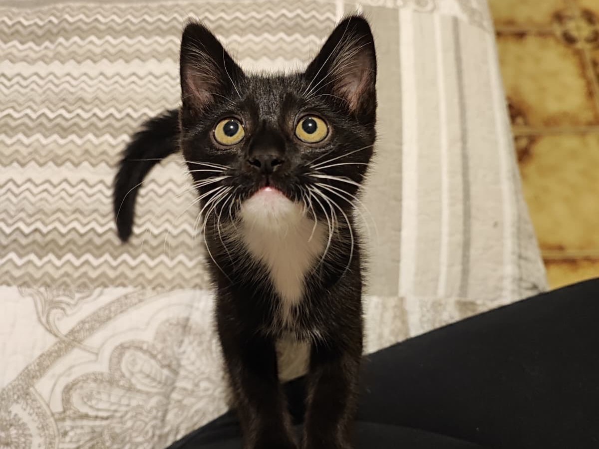 Adozione gatto, femmina, Razza sconosciuta Razza sconosciuta, 2 mesi, taglia non valida, Teramo