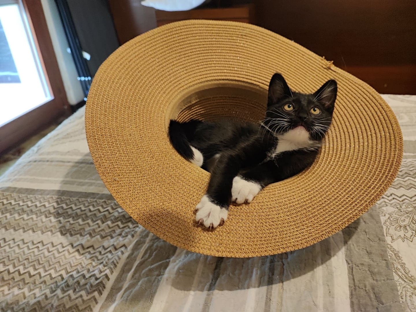 Adotta un gatto, taglia non valida, femmina, Teramo