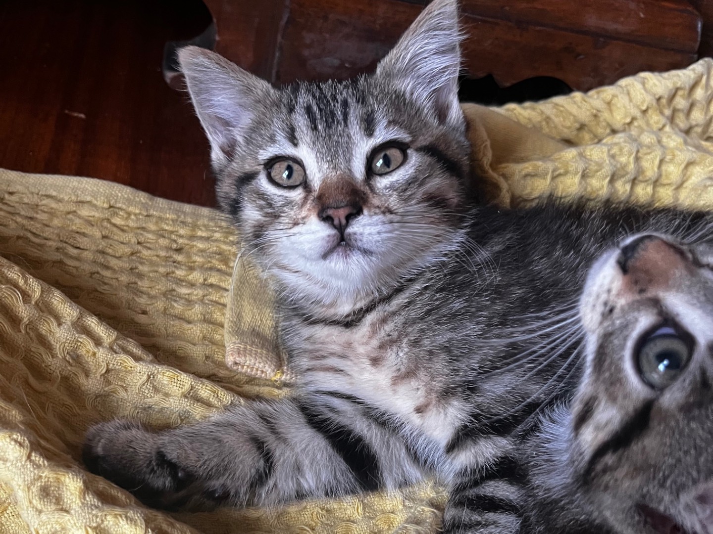 Adozione gatto, maschio, Razza sconosciuta Razza sconosciuta, 2 mesi, taglia non valida, Teramo