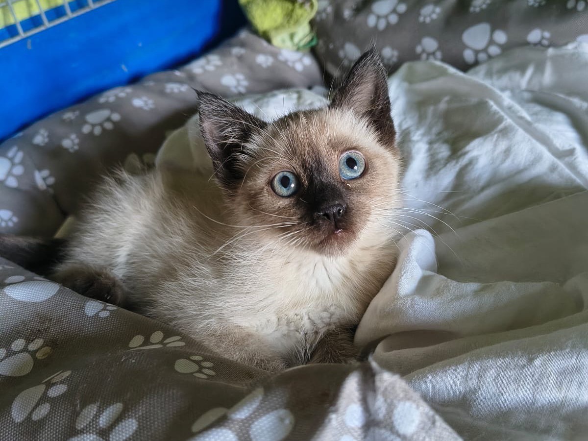 Adozione gatto, femmina, Razza sconosciuta Razza sconosciuta, 2 mesi, taglia non valida, Teramo