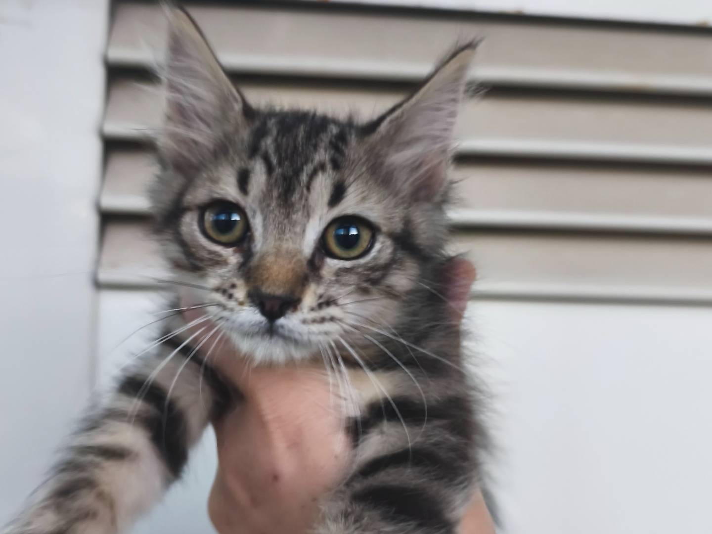 Adozione gatto, maschio, Razza sconosciuta Razza sconosciuta, 2 mesi, taglia non valida, Messina
