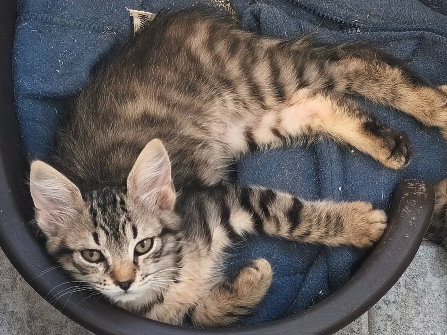 Adotta un gatto, maschio, 2 mesi, Messina