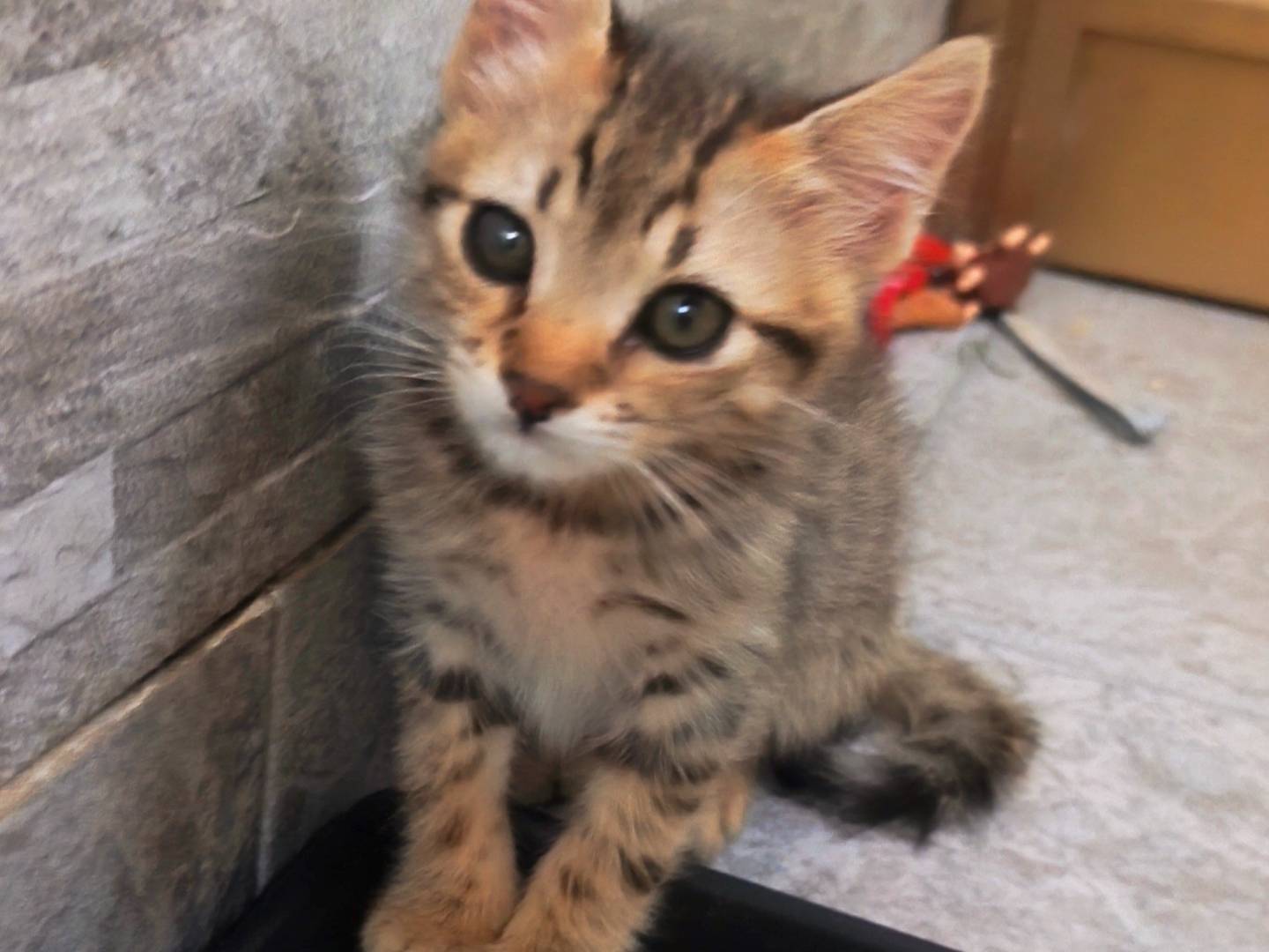 Adozione gatto, maschio, Razza sconosciuta Razza sconosciuta, 2 mesi, taglia non valida, Messina