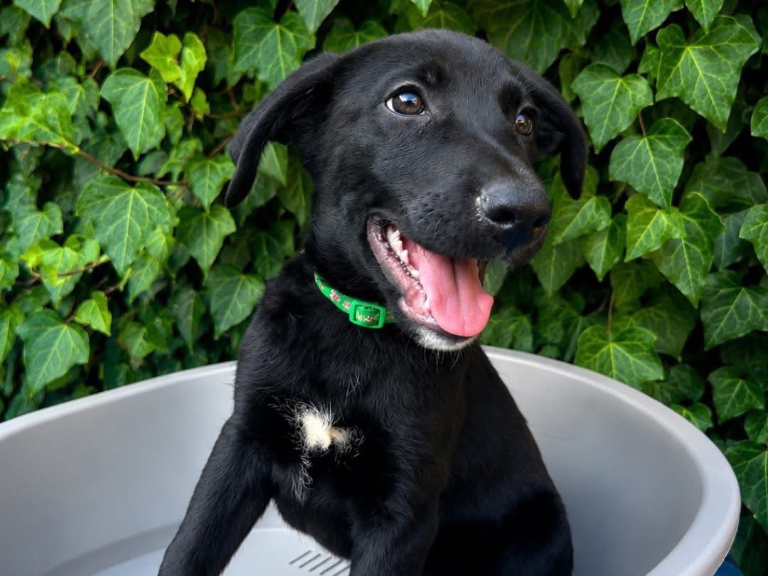 Adozione cane, maschio, Razza sconosciuta Razza sconosciuta, 2 mesi, taglia media, Siracusa