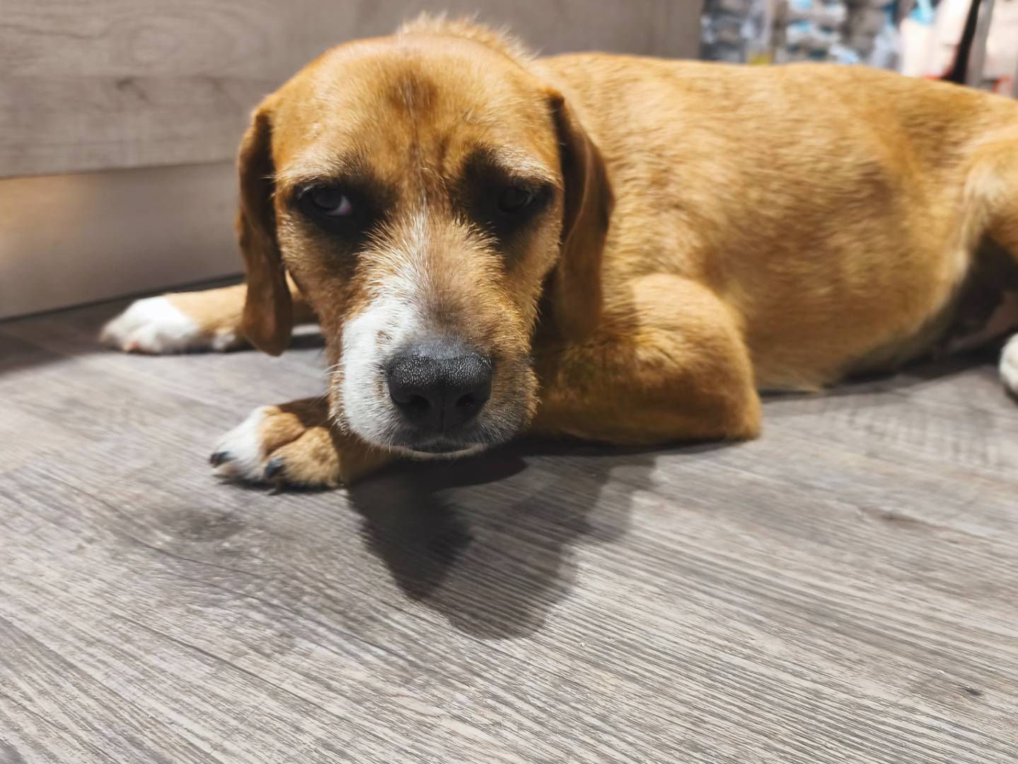 Adozione cane, femmina, Spinone Razza sconosciuta, 9 mesi, taglia media contenuta, Messina
