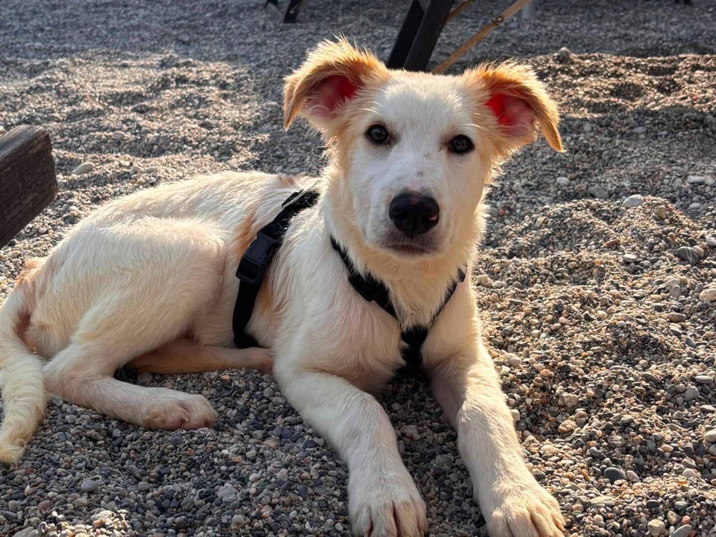 Adozione cane, maschio, Razza sconosciuta Razza sconosciuta, 5 mesi, taglia media, Milano