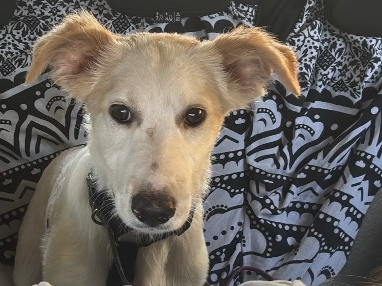 Adotta un cane, maschio, 5 mesi, Milano