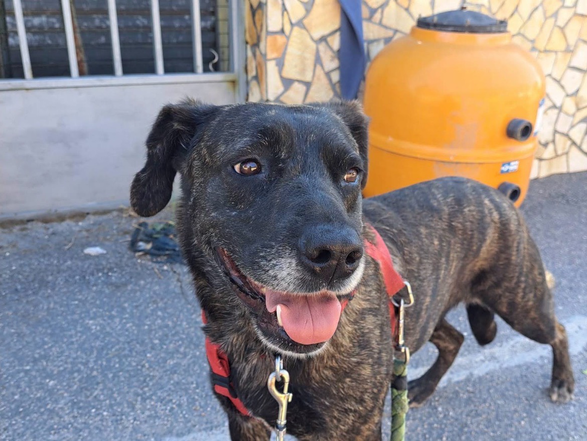 Adozione cane, femmina, Razza sconosciuta Razza sconosciuta, 2 anni e 1 mese, taglia media, Caserta