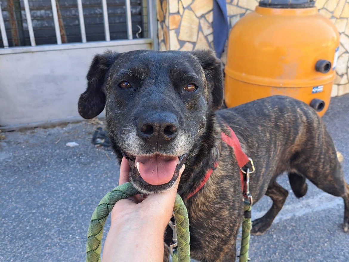Adotta un cane, taglia media, femmina, Caserta