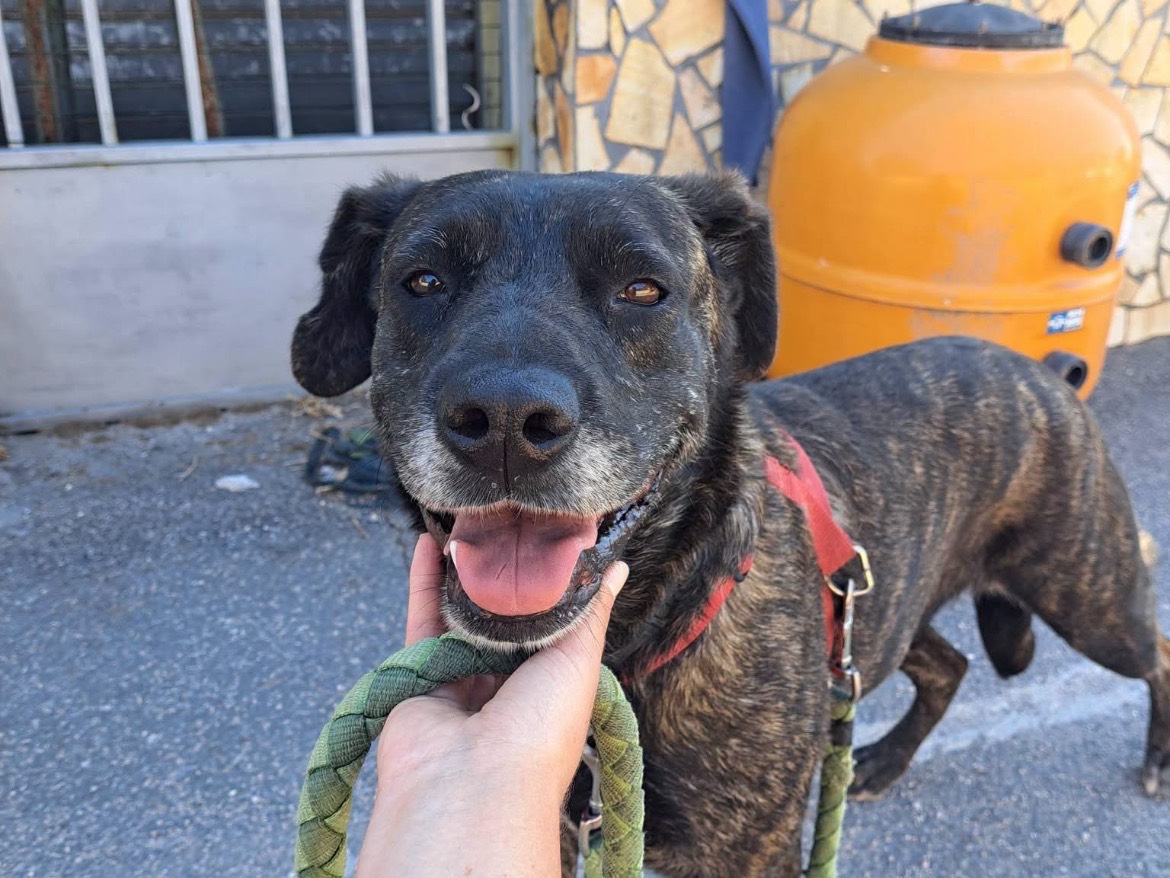 Adotta il cane KIARA a Caserta