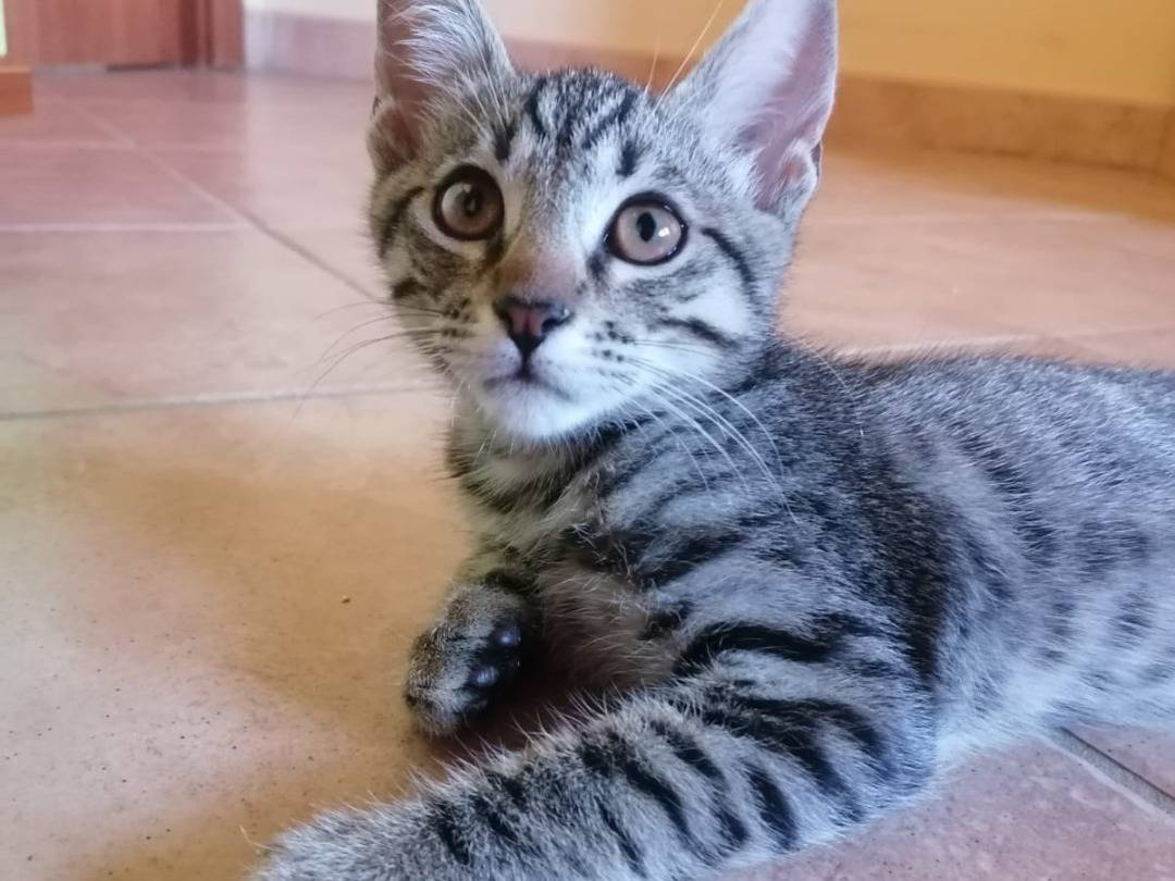 Adotta un gatto, taglia non valida, maschio, Pescara