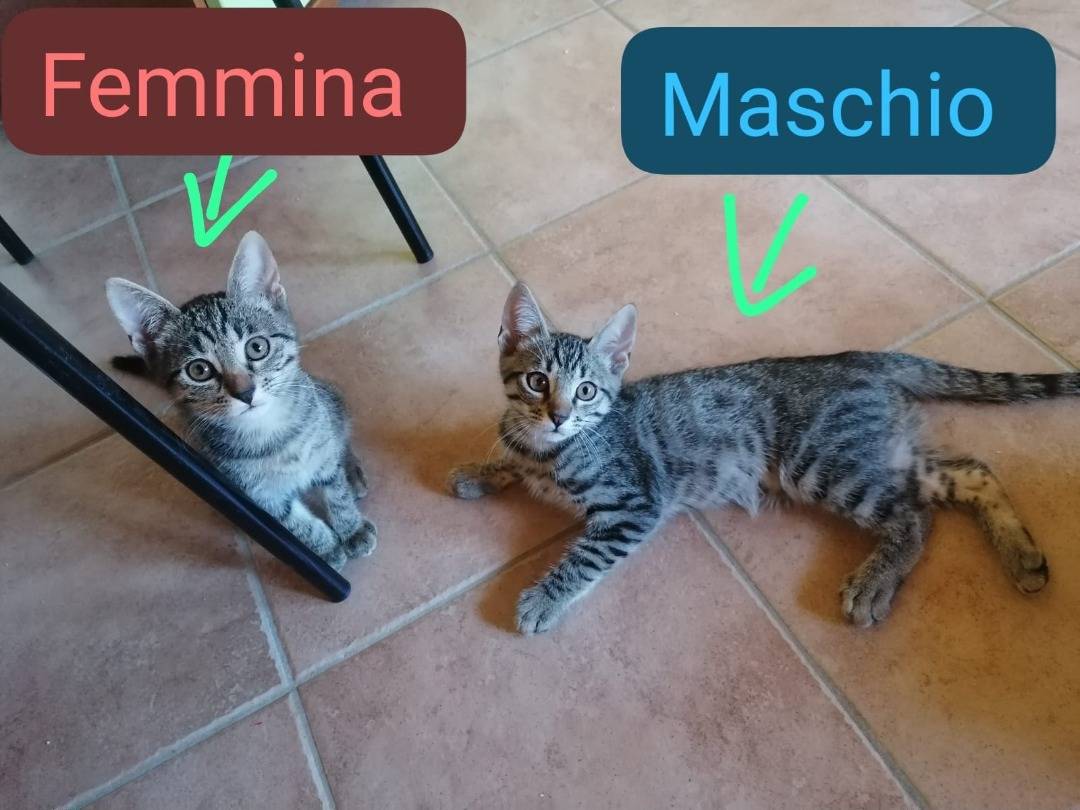Vuoi adottare un gatto a Pescara?