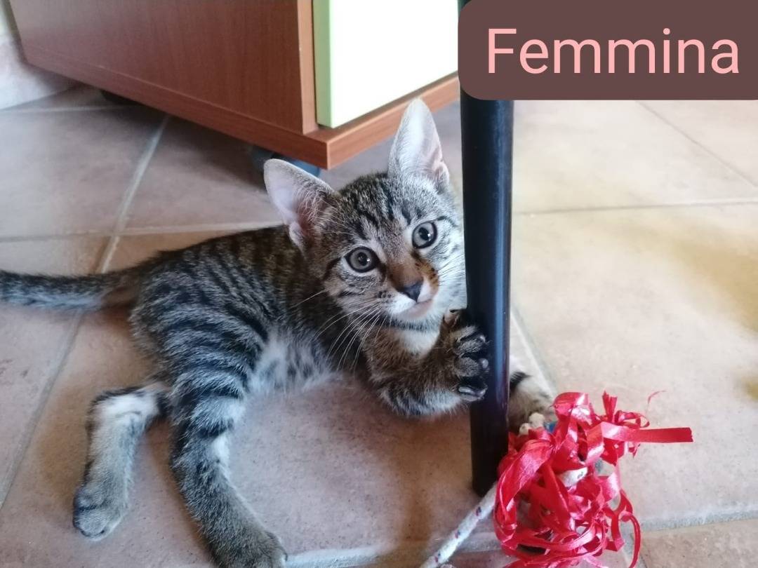 Foto 1 dell'animale