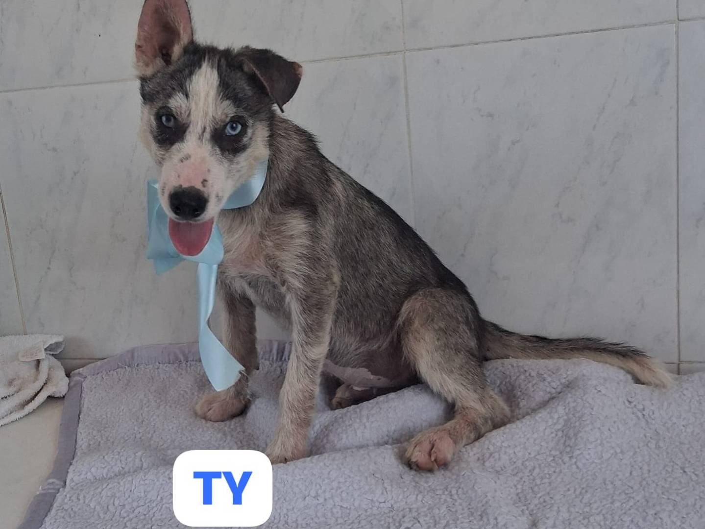 Adotta un cane, femmina, 3 mesi, Taranto
