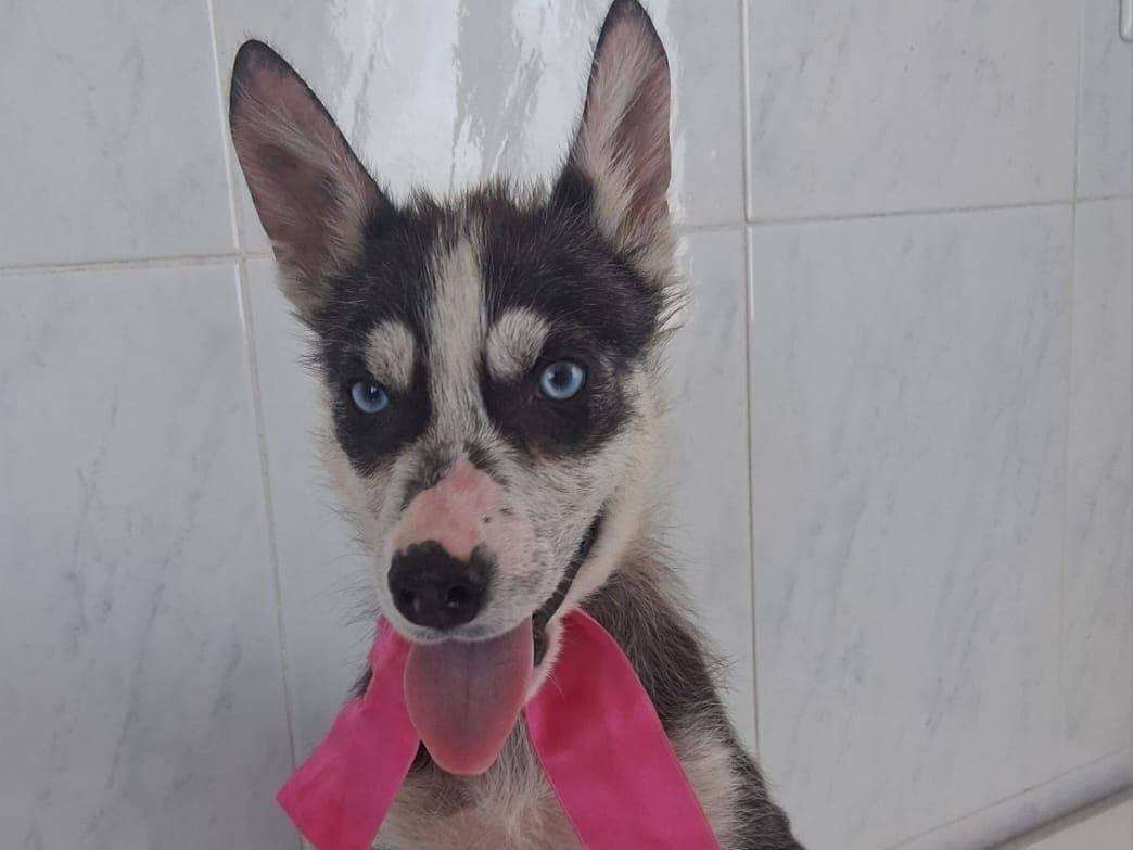 Adotta un cane, taglia media, femmina, Taranto