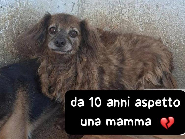 Adotta un cane, femmina, 10 anni e 1 mese, Como