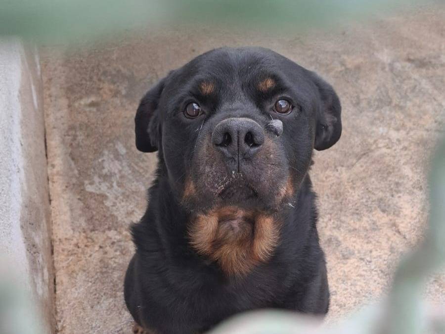 Adotta un cane, maschio, 5 anni e 1 mese, Bolzano