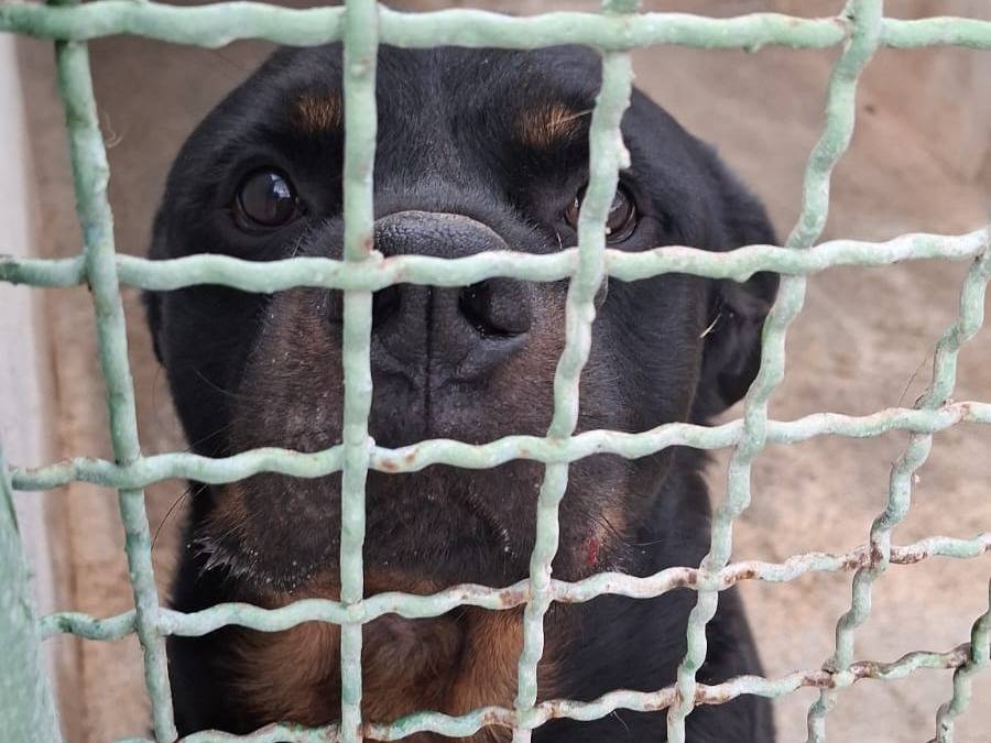 Adotta un cane, taglia media contenuta, maschio, Bolzano