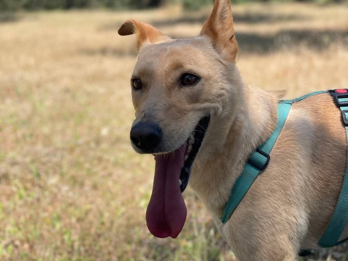 Adozione cane, femmina, Razza sconosciuta Razza sconosciuta, 3 anni e 11 mesi, taglia media contenuta, Taranto