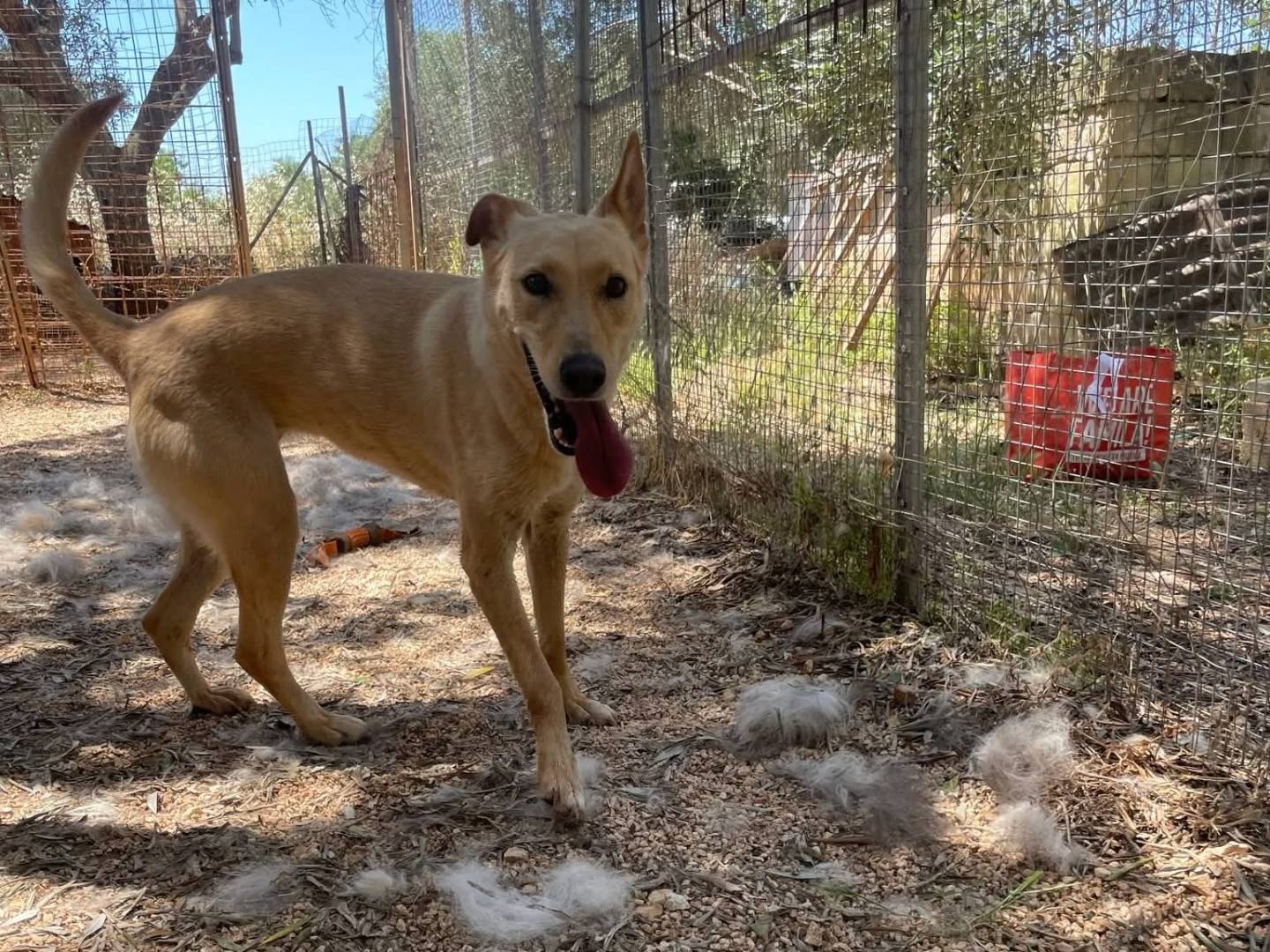 Adotta un cane, femmina, 3 anni e 11 mesi, Taranto