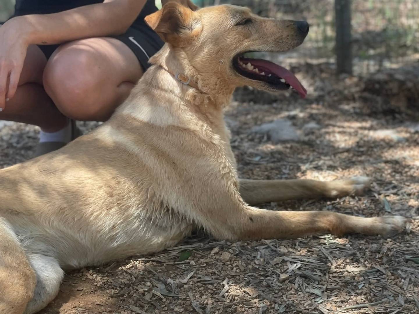 Adotta un cane, taglia media contenuta, femmina, Taranto