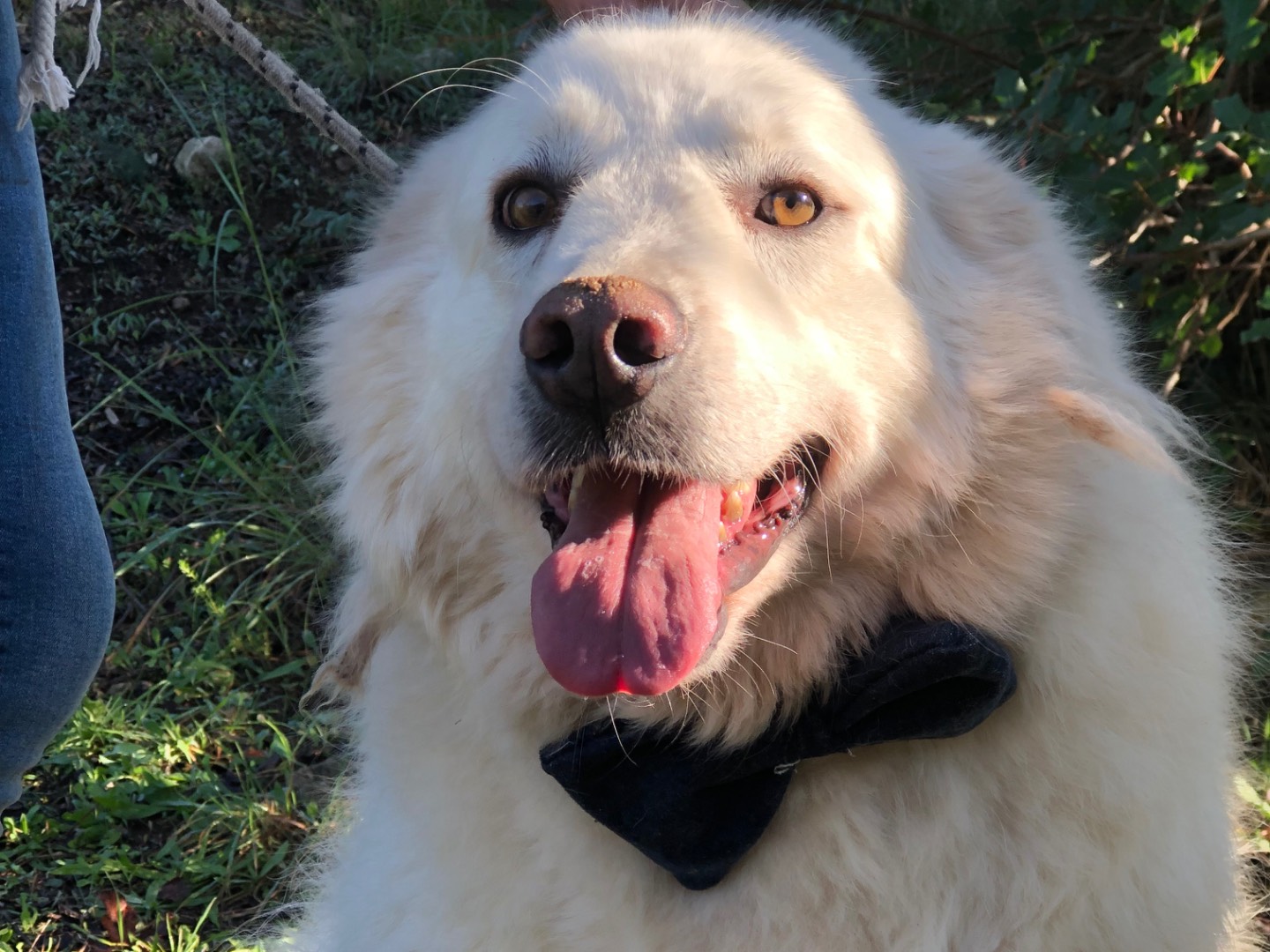 Adozione cane, maschio, Razza sconosciuta Razza sconosciuta, 3 anni e 9 mesi, taglia media, Latina