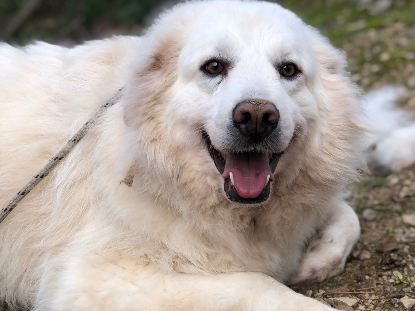 Adotta un cane, maschio, 3 anni e 9 mesi, Latina