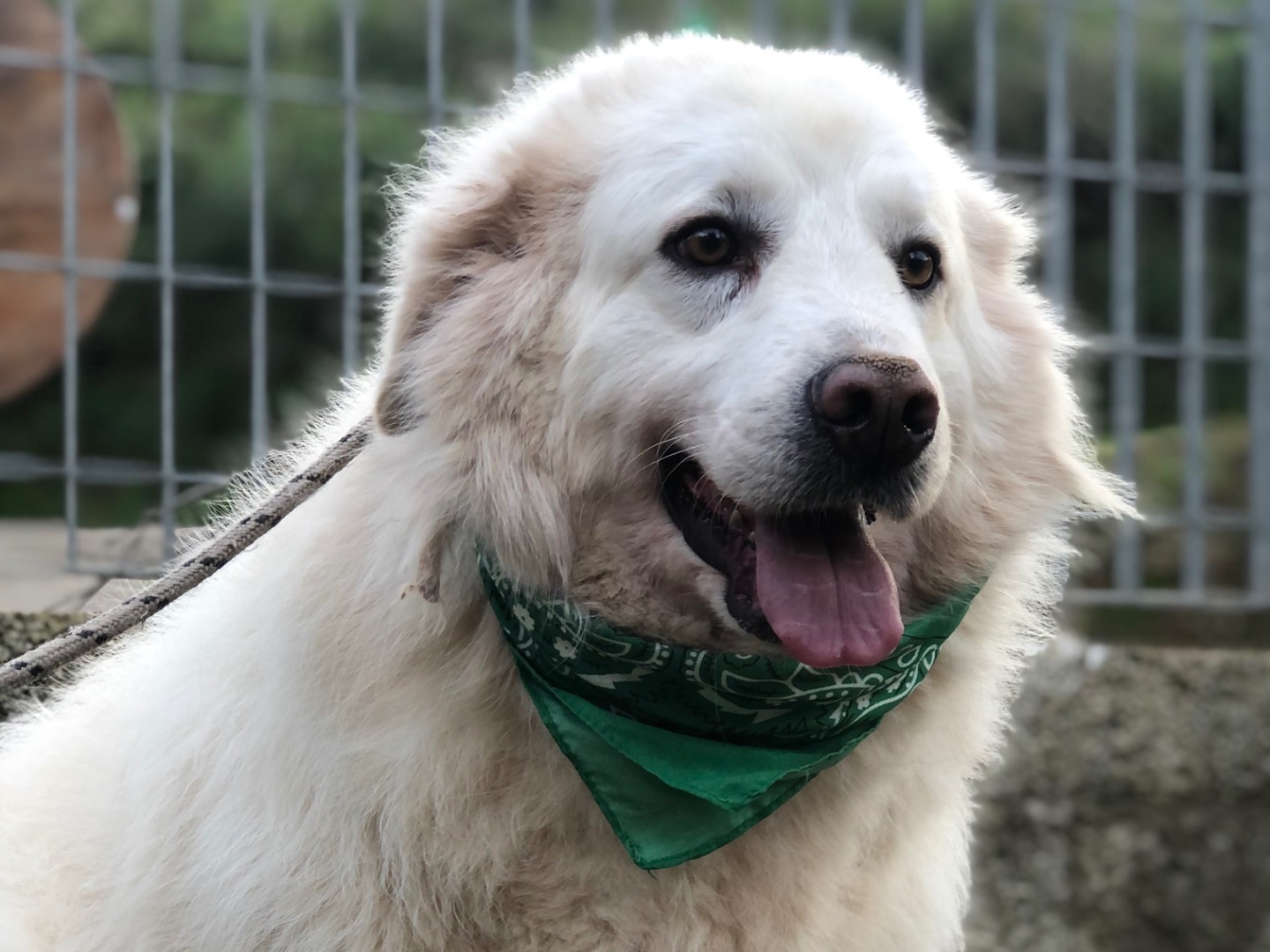 Adotta un cane, taglia media, maschio, Latina