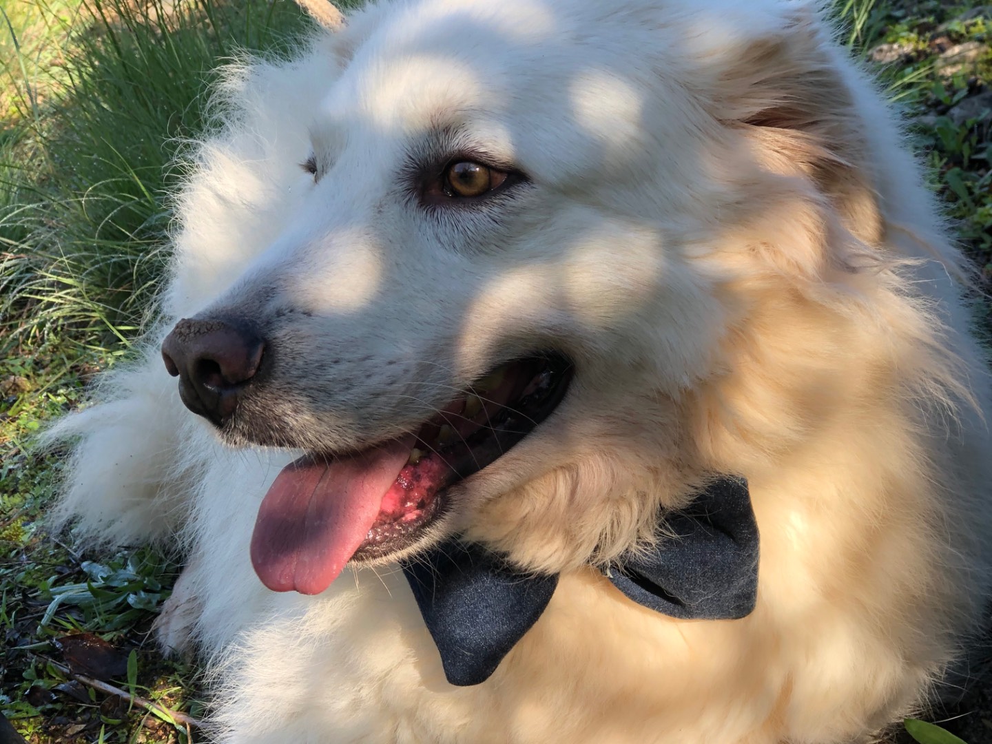 Vuoi adottare un cane a Latina?