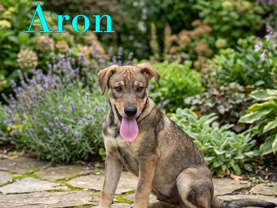 Adozione cane, maschio, Pastore tedesco Razza sconosciuta, 4 mesi, taglia media, Bologna