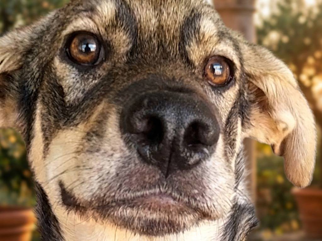 Adotta un cane, maschio, 4 mesi, Bologna