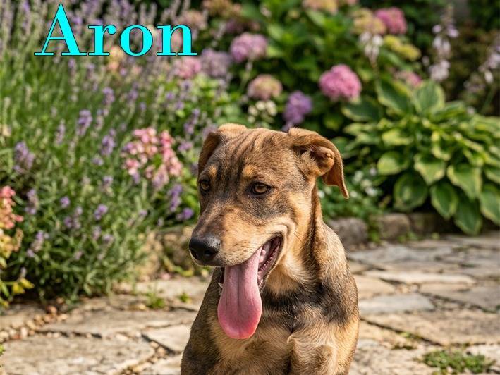 Adotta un cane, taglia media, maschio, Bologna