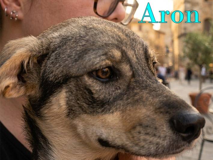 Adotta il cane Aron e Jago a Bologna