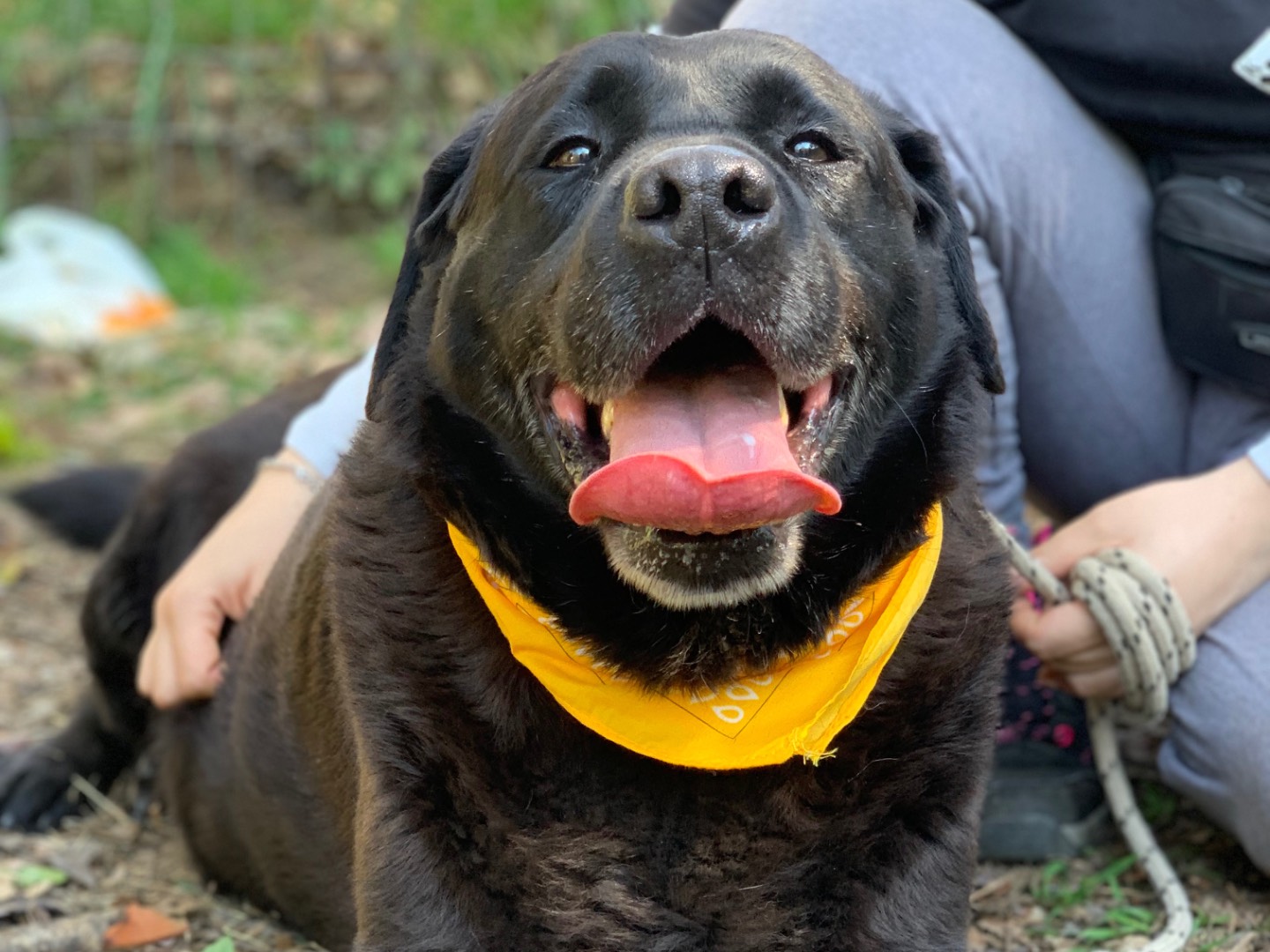 Adotta un cane, maschio, 6 anni e 9 mesi, Latina